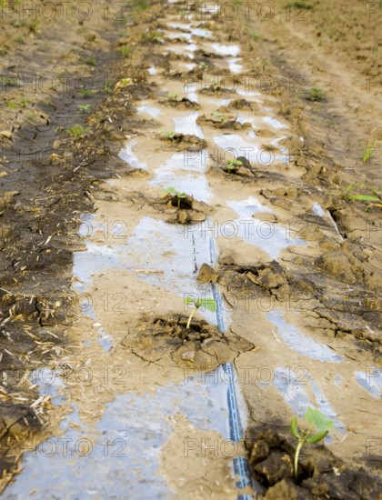 Watering system on the field of watermelons and melons. Atyrau, Kazakhstan
