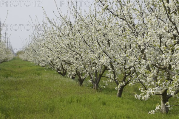 Flowering plum garden. Atyrau, Kazakhstan