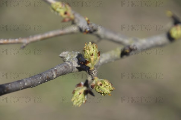 Blossoming buds of pear tree. Atyrau, Kazakhstan
