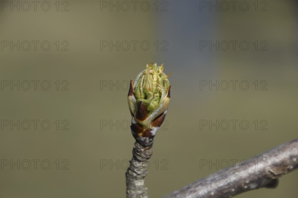 Blossoming buds of pear tree. Atyrau, Kazakhstan