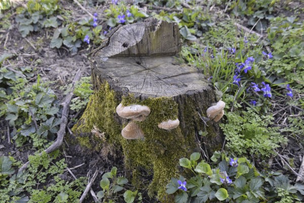Old stump covered with moss and mushrooms. Atyrau, Kazakhstan