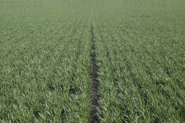 Spring winter wheat field. Atyrau, Kazakhstan