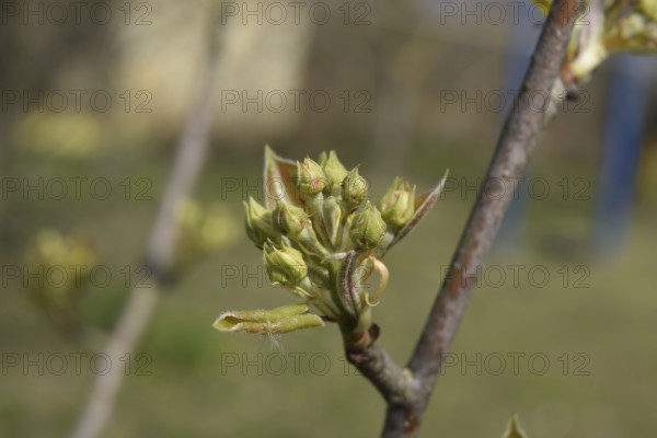 Blossoming buds of pear tree. Dissolve kidney pears. Atyrau, Kazakhstan