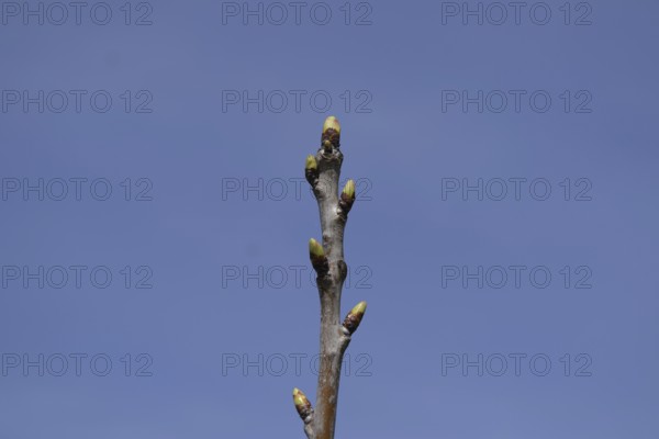 Young buds of a cherry on a branch. Atyrau, Kazakhstan