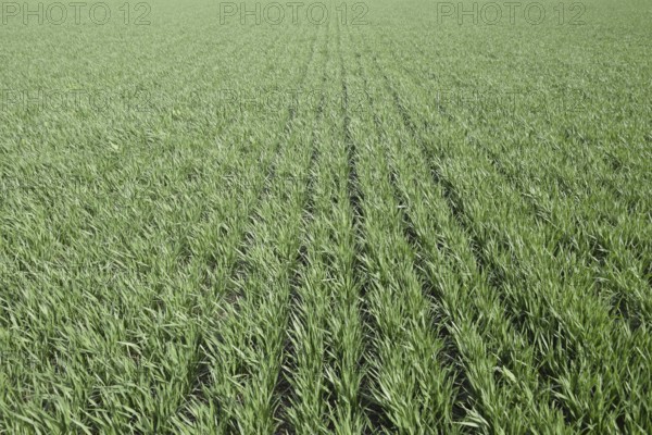 Spring winter wheat field. Atyrau, Kazakhstan