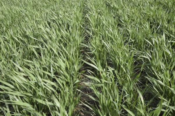 Spring winter wheat field. Atyrau, Kazakhstan