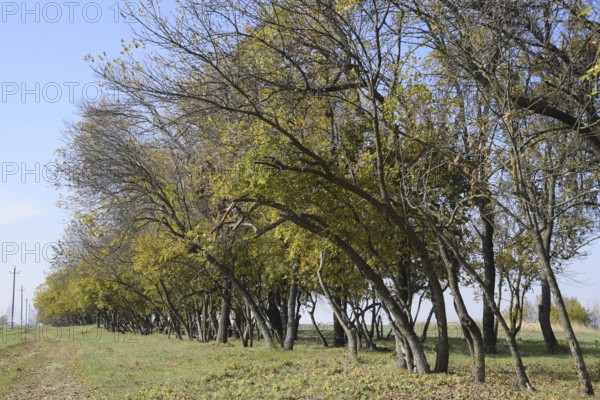 The Forest along the road in the fall. Atyrau, Kazakhstan