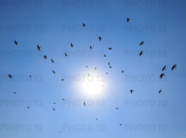 Silhouette of a flock of blackbird flying through a surreal evening sky with a fiery sun. Atyrau, Kazakhstan