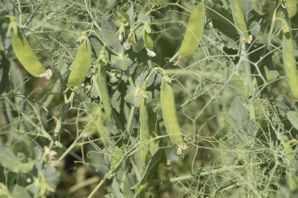 Growing peas in the field. Atyrau, Kazakhstan