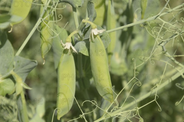 Green peas in the field. Atyrau, Kazakhstan
