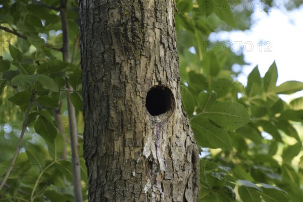 A hollow in the trunk of a tree. Atyrau, Kazakhstan