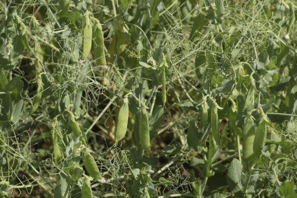 Green peas in the field. Atyrau, Kazakhstan