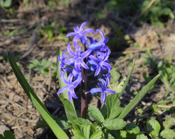 Hyacinth blooms in the garden. Atyrau, Kazakhstan