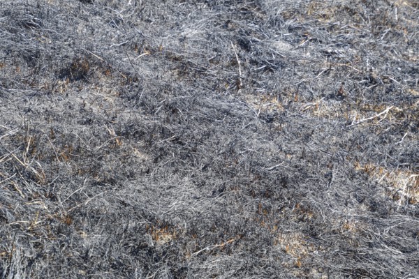 Ashes from the burned grass on the soil.Atyrau, Kazakhstan