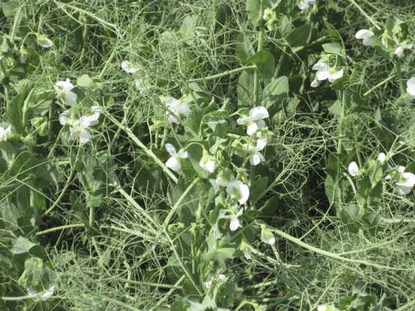 Blooming peas in the field. Atyrau, Kazakhstan