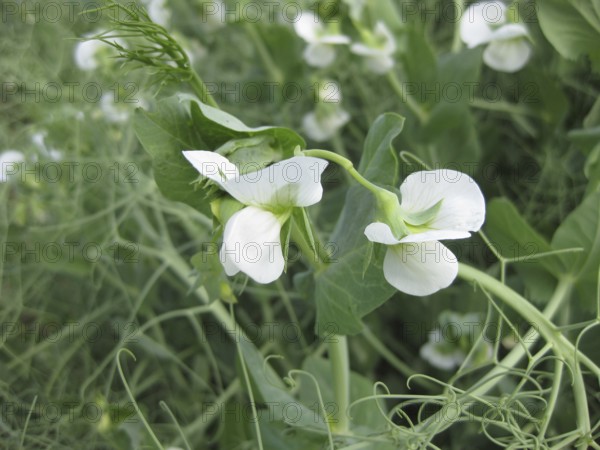 Blooming peas in the field. Atyrau, Kazakhstan
