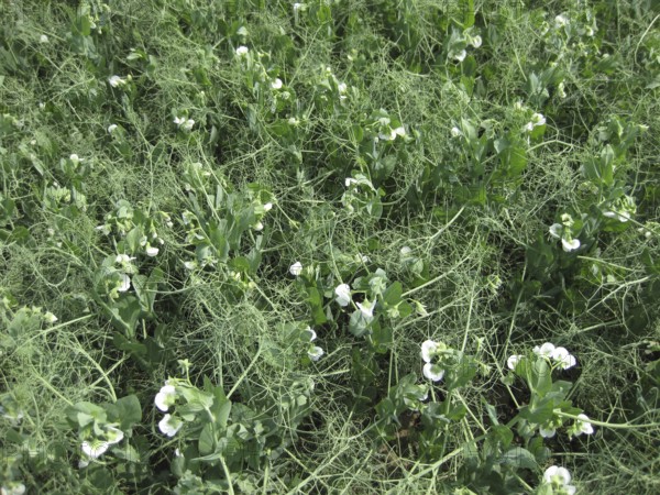 Blooming peas in the field. Atyrau, Kazakhstan