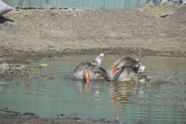 The gray goose is domestic. Atyrau, Kazakhstan