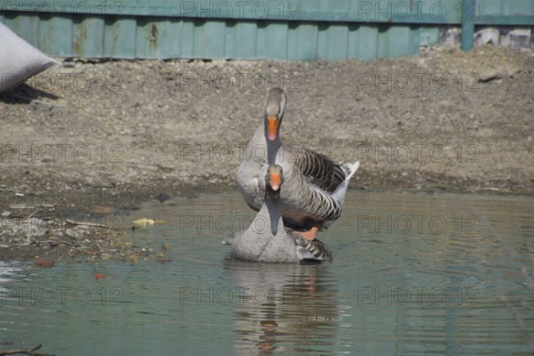 The gray goose is domestic. Atyrau, Kazakhstan