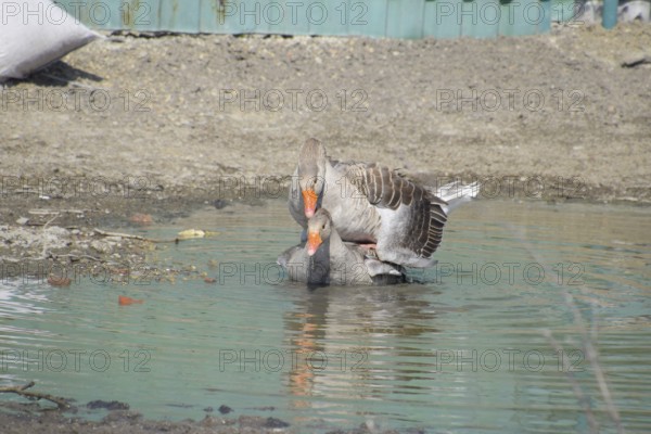 The gray goose is domestic. Atyrau, Kazakhstan