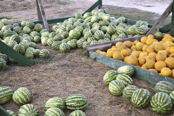 Collected in a pile of melons and watermelons. Atyrau, Kazakhstan