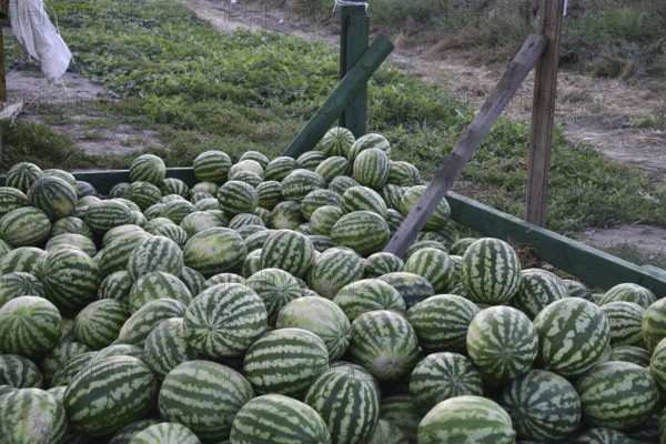 Collected in a pile of melons and watermelons. Atyrau, Kazakhstan