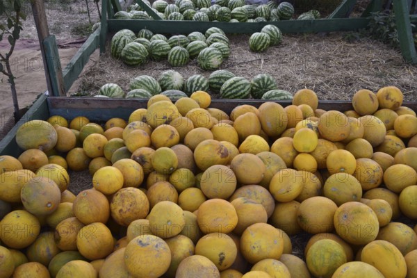 Collected in a pile of melons and watermelons. Atyrau, Kazakhstan