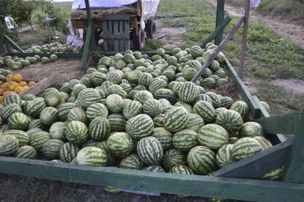 Collected in a pile of melons and watermelons. Atyrau, Kazakhstan