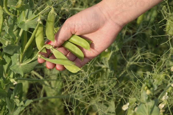Green peas. Pods of peas. Atyrau, Kazakhstan