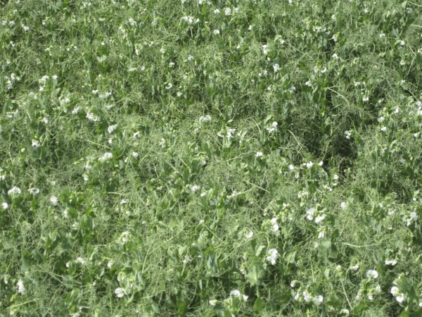 Blooming peas in the field. Atyrau, Kazakhstan