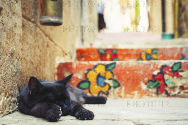 Cut Black cat lying near colorful painted stairs in historic alley of Mardin old town, Turkey, Mesopotamia heritage atmosphere