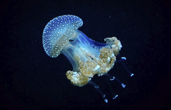 Blue Transparent Jellyfish With Dangerous Tentacles Floats Through Water