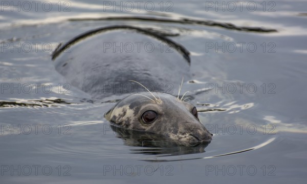 Male Of A Harbor Seal (Phoca Vitulina) Swims In The Water Of Gairloch Harbor In Scotland, United Kingdom