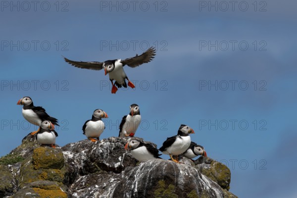 Group Of Seabird Species Atlantic Puffin (Fratercula arctica) On The Isle Of May In The Firth Of Forth Near Anstruther In Scotland, United Kingdom