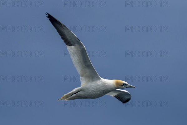 Flying Seabird Northern Gannet (Morus Bassanus) On Island Bass Rock In The Atlantic Ocean Of Firth of Forth At North Berwick Near Edinburgh In Scotland