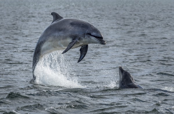Wild Bottlenose Dolphins (Delphinus Truncatus) Jumping Out Of Ocean Water At The Moray Firth Near Inverness In Scotland