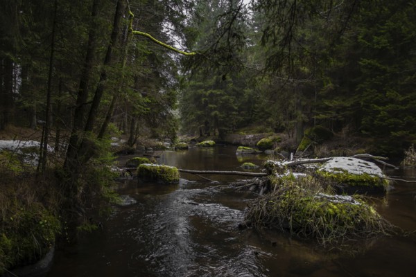 River Kamp Flows Through Valley With Forest And Mossy Boulders In Lower Austria (Waldviertel) In Austria
