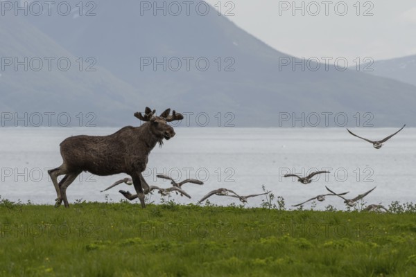 Single Moose Bull And Grey Geese At Fjord Coast On Andoya Island Of Lofoten In Norway