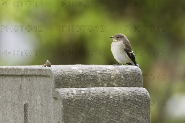A pied flycatcher (Ficedula hypoleuca), female, sitting quietly on a gravestone with a green background, Hesse, Germany