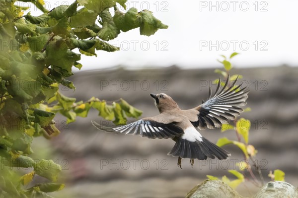 A jay (Garrulus Glandarius) in flight in front of a blurred background of leaves, Hesse, Germany