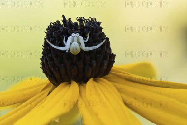 A Goldenrod crab spider (Misumena vatia) sits on the blossom of a yellow flower, yellow coneflower (Echinacea paradoxa), in a close-up, Hesse, Germany