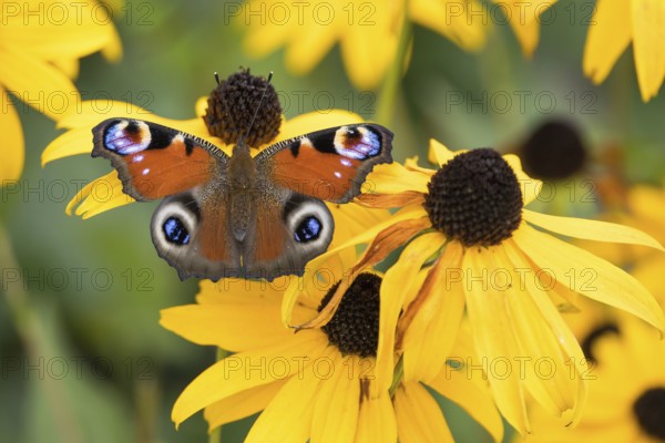 A peacock butterfly (Aglais io) sitting on a yellow flower, yellow coneflower (Echinacea paradoxa), Hesse, Germany