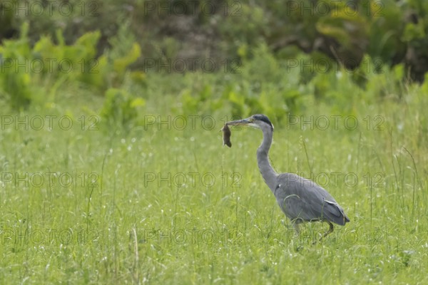 A grey heron (Ardea cinerea) stands in a meadow and holds a mouse in its beak, Hesse, Germany
