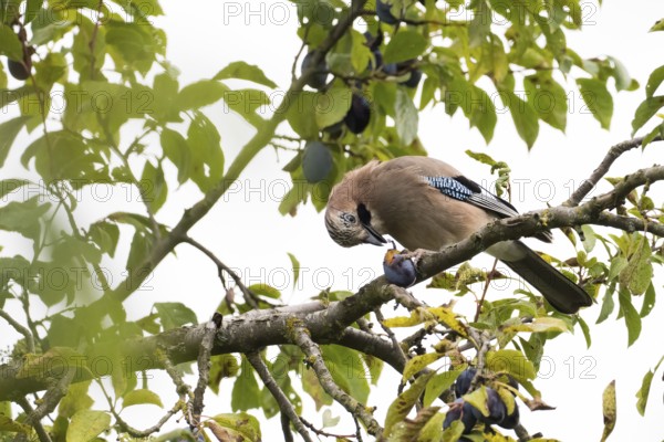 A jay (Garrulus Glandarius) sitting on a branch of a plum tree, eating plum surrounded by leaves and fruit, Hesse, Germany