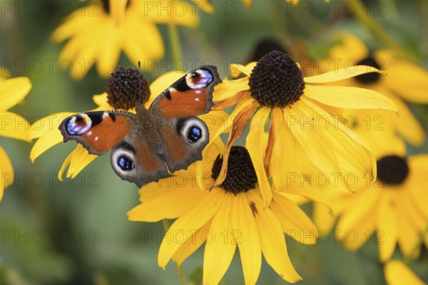 A peacock butterfly (Aglais io) sitting on a yellow flower, yellow coneflower (Echinacea paradoxa), Hesse, Germany