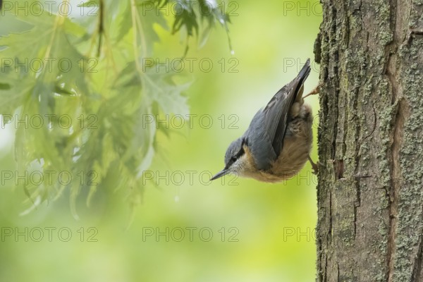 A nuthatch (Sitta europaea) standing on a tree trunk with green foliage in the background, Hesse, Germany