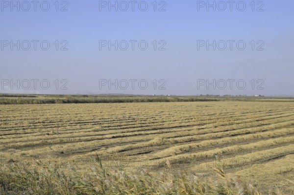 Harvesting rice in the fields. Atyrau, Kazakhstan