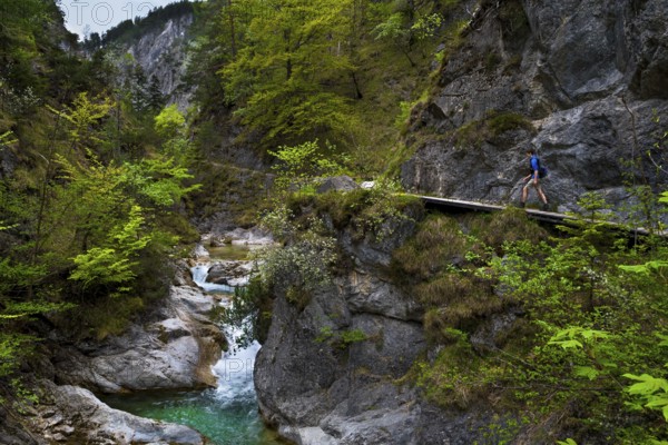 Young Man Hiking Beneath Clear And Wild Mountain River In Green Canyon In Ötschergräben In Austria