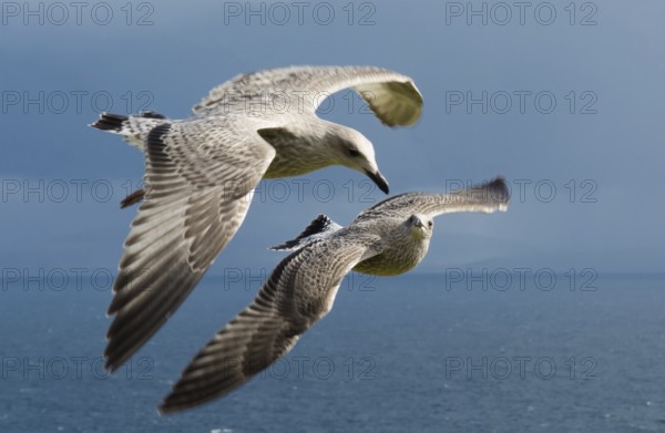 Seagulls Flying Beneath Each Other Over The Atlantic Coast Of Ireland