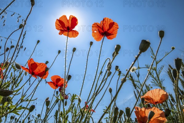View Up In A Natural Flower Meadow With Red Poppy And Bright Sun, Austria